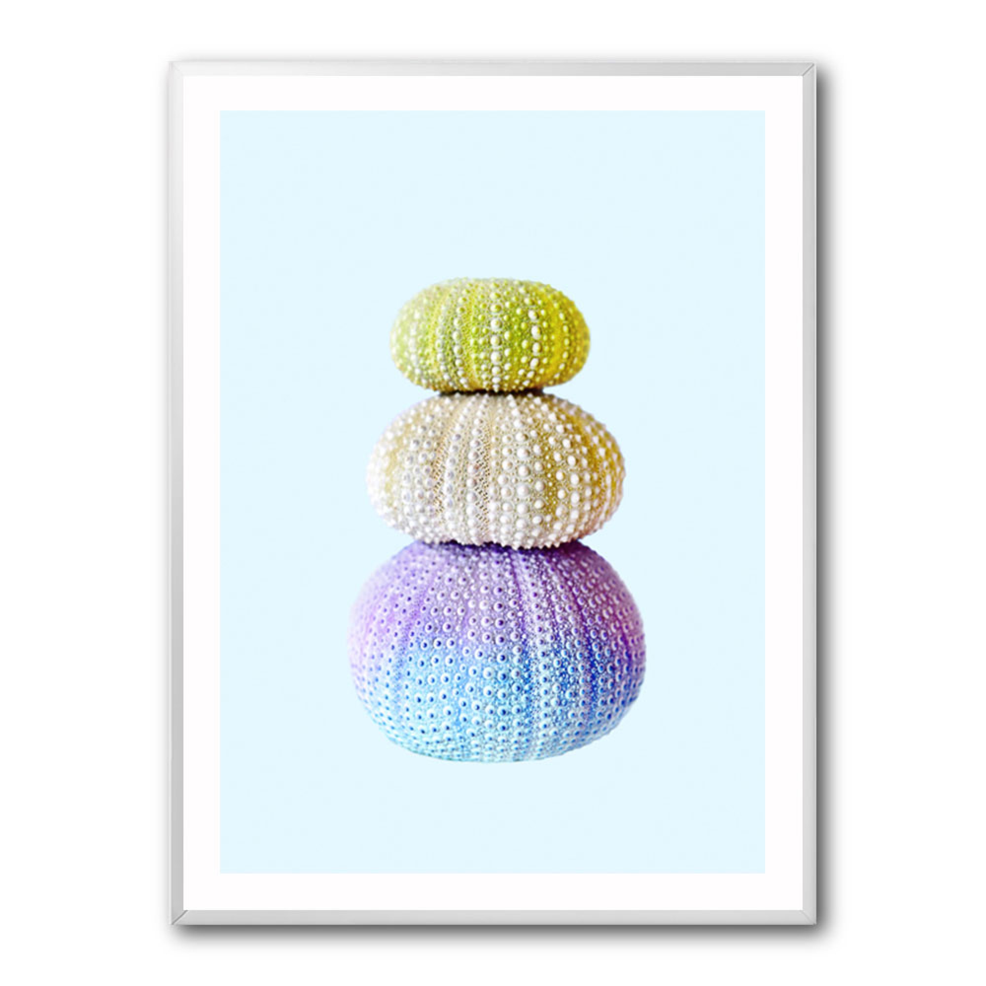 Sea Urchins Wall Art